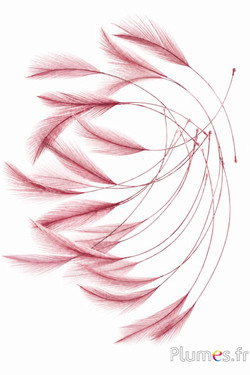 Gallo - 10-15 cm - rosa vecchia- rosa crema